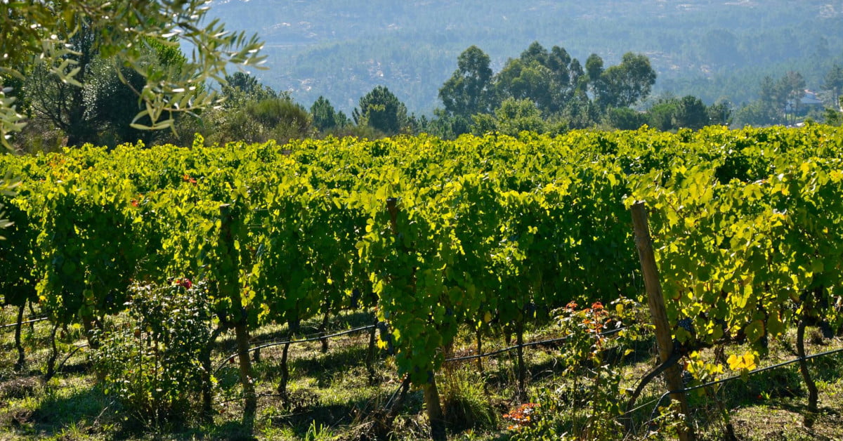 Vinhas Julia Kemper